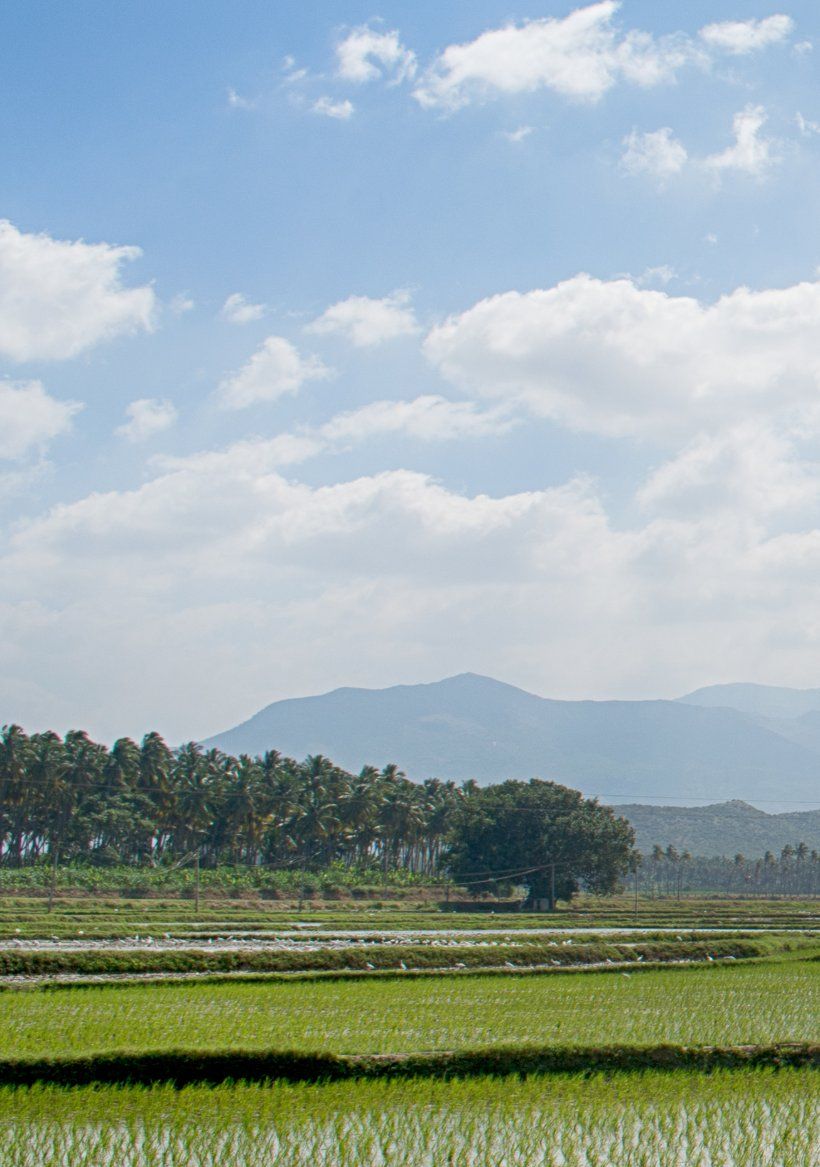 Green rice fields with a line of palms and hills beyond